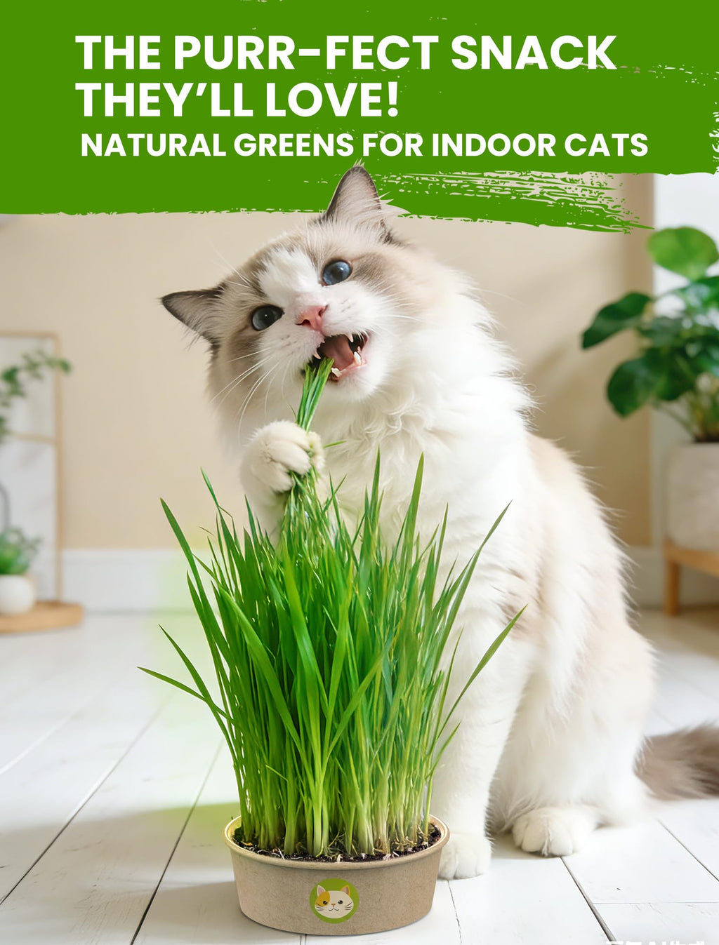 3 Pack Cat Grass Kit with Biodegradable Pots, Soil & Seeds C3327